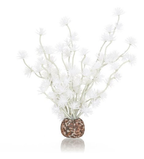 biorb-rostlina-bonsai-bila.jpg