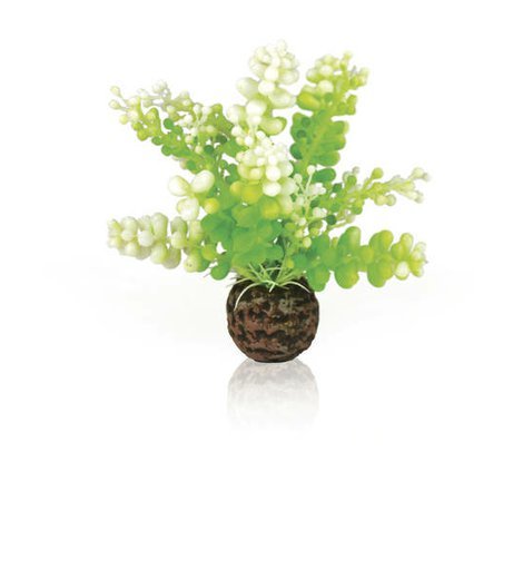 biorb-vodni-rostina-caulerpa.jpg
